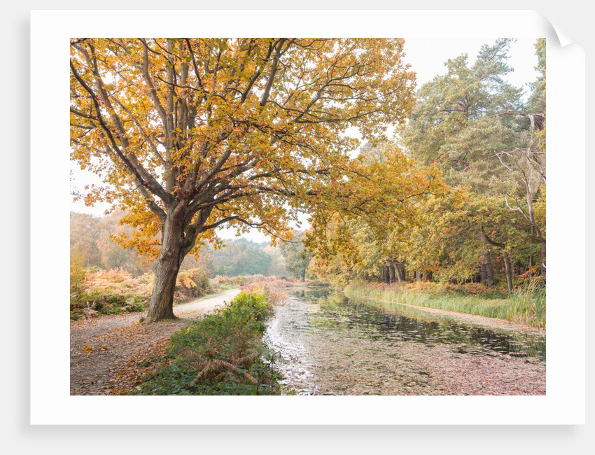 Basingstoke Canal by Assaf Frank